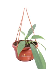 Anthurium Vittarifolium v14 egarden.store online