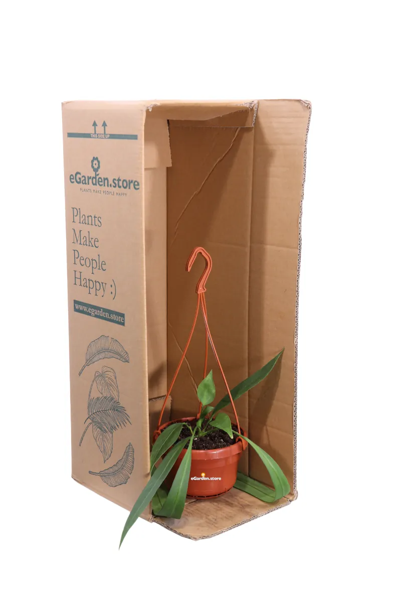 Anthurium Vittarifolium v14 egarden.store online