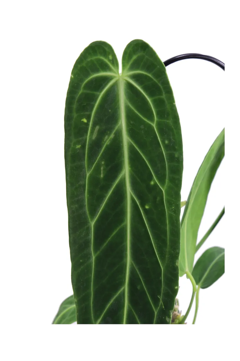 Anthurium Warocqueanum v12 egarden.store online