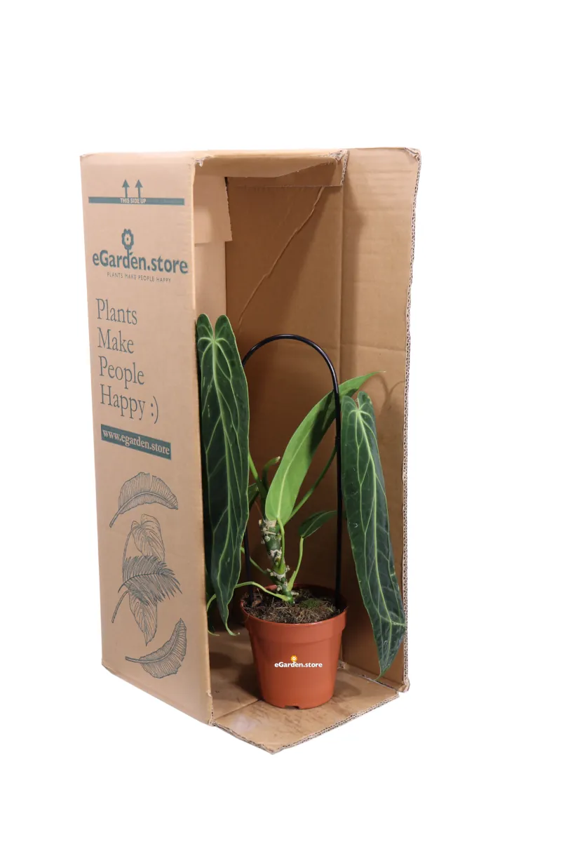 Anthurium Warocqueanum v12 egarden.store online