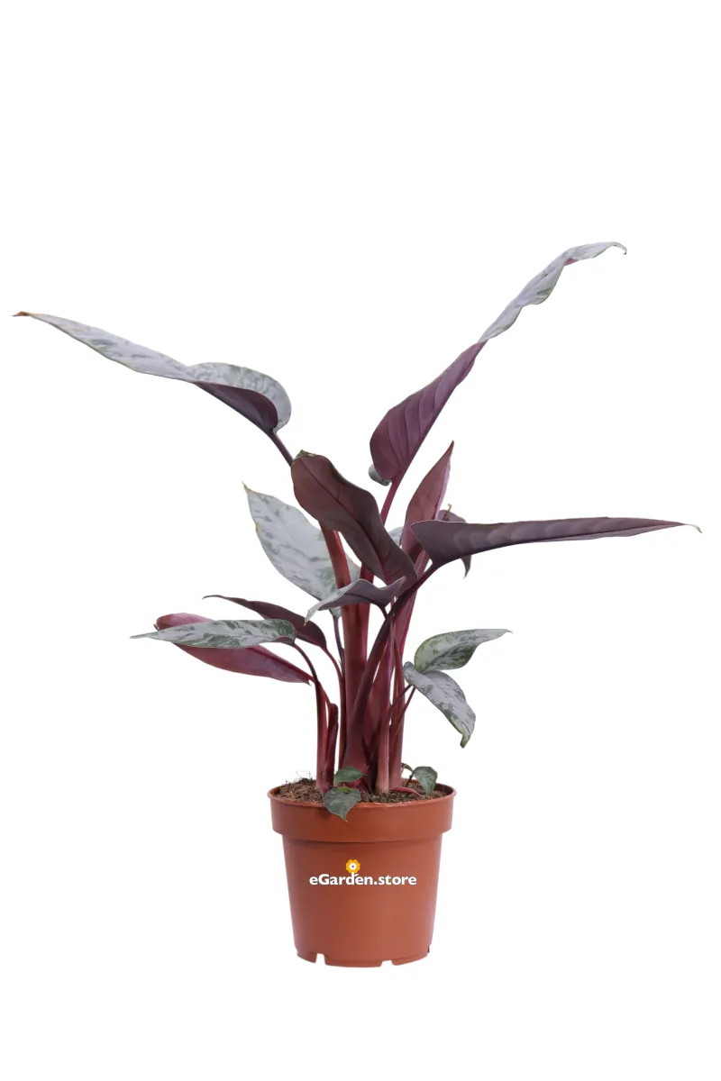 Apoballis Acuminatissima v12 egarden.store online