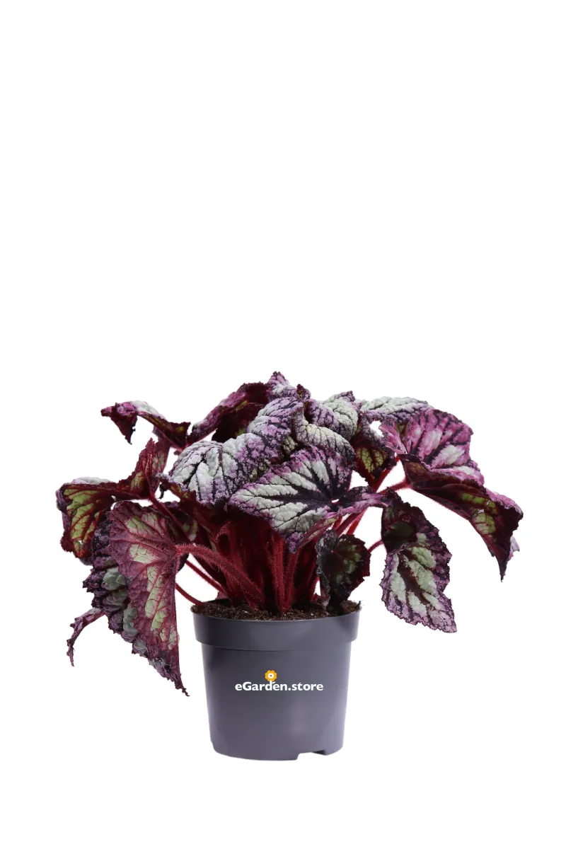 Begonia Beleaf Fireworks v12 egarden.store online