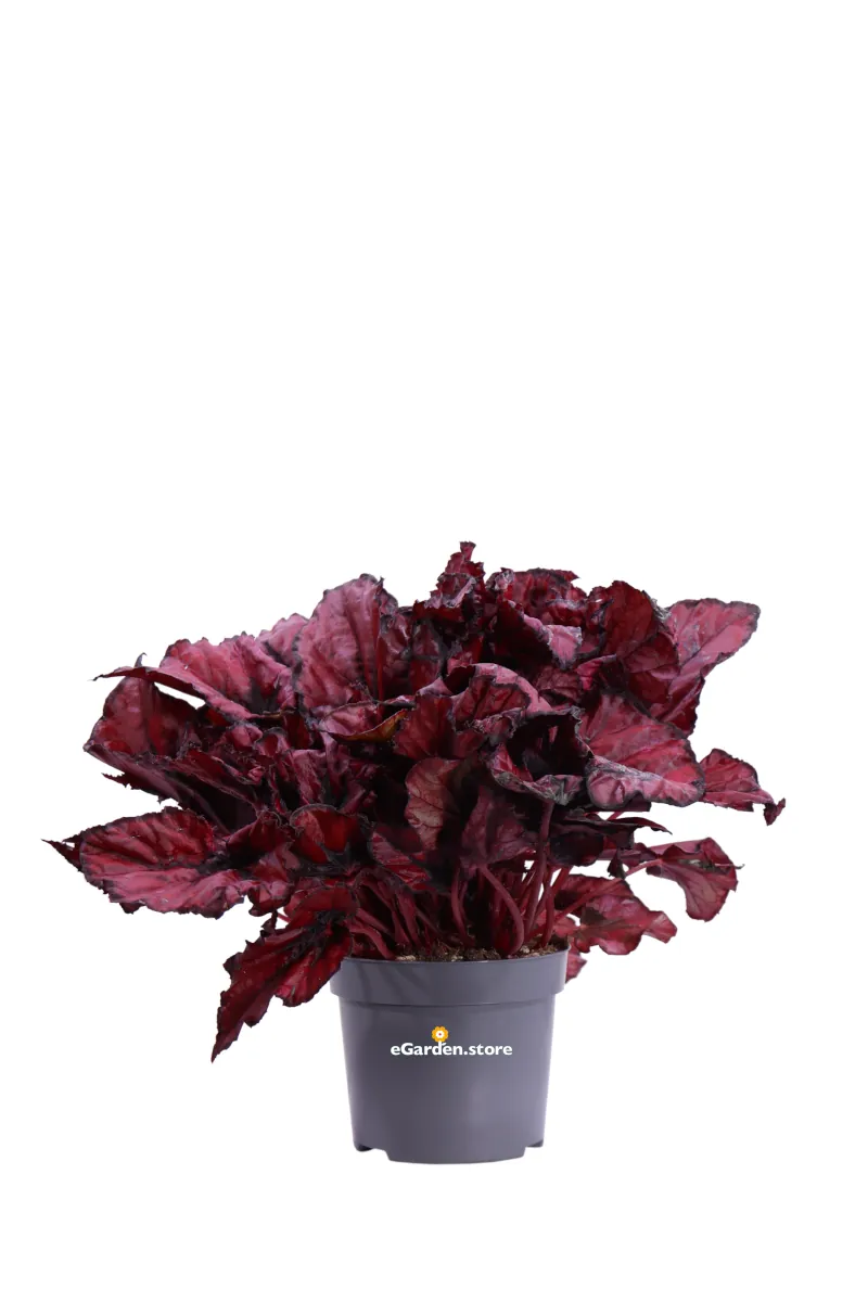 Begonia Beleaf Koala Red v12 egarden.store online
