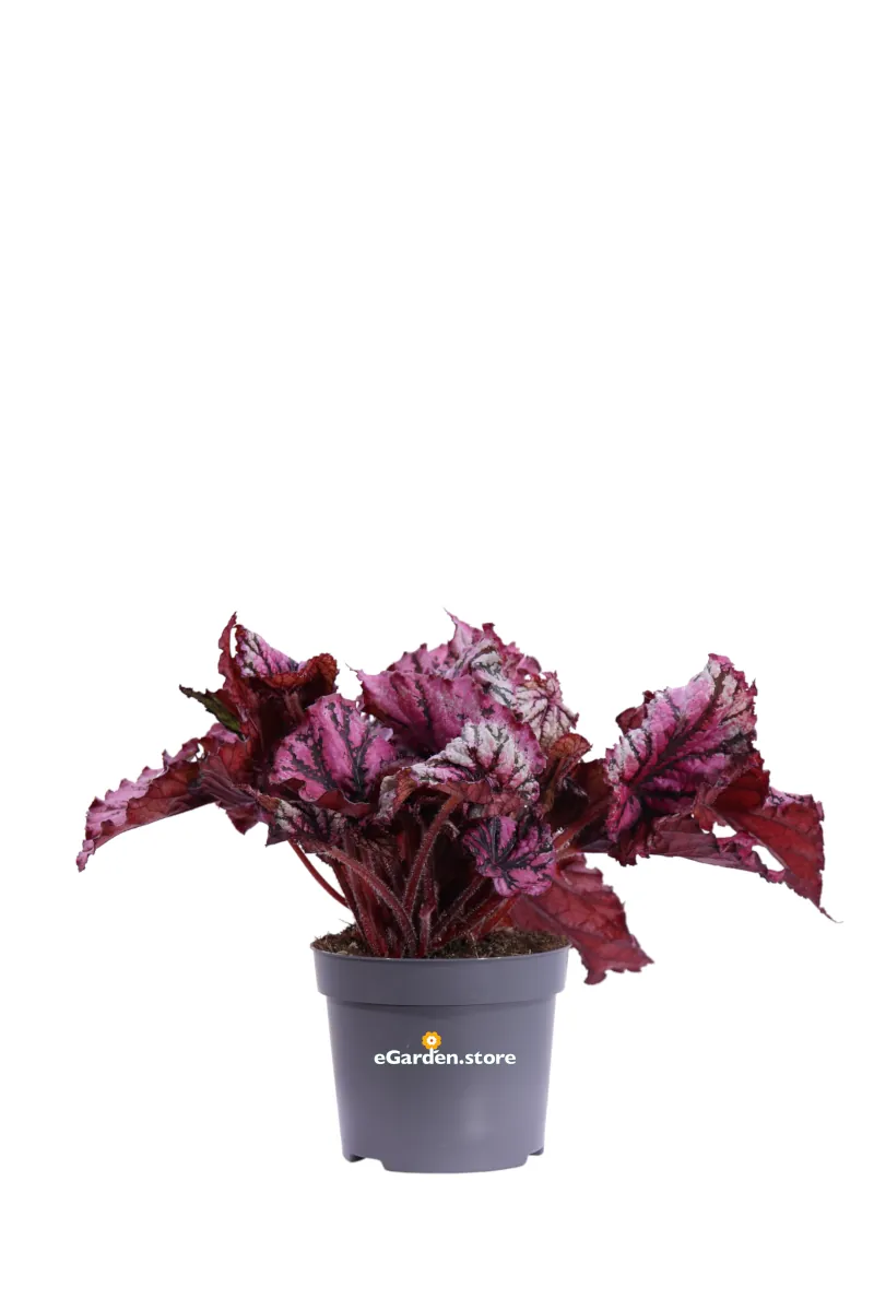 Begonia Beleaf Lambada v12 egarden.store online