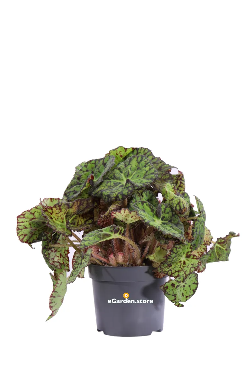 Begonia Beleaf Tiger Paws v12 egarden.store online