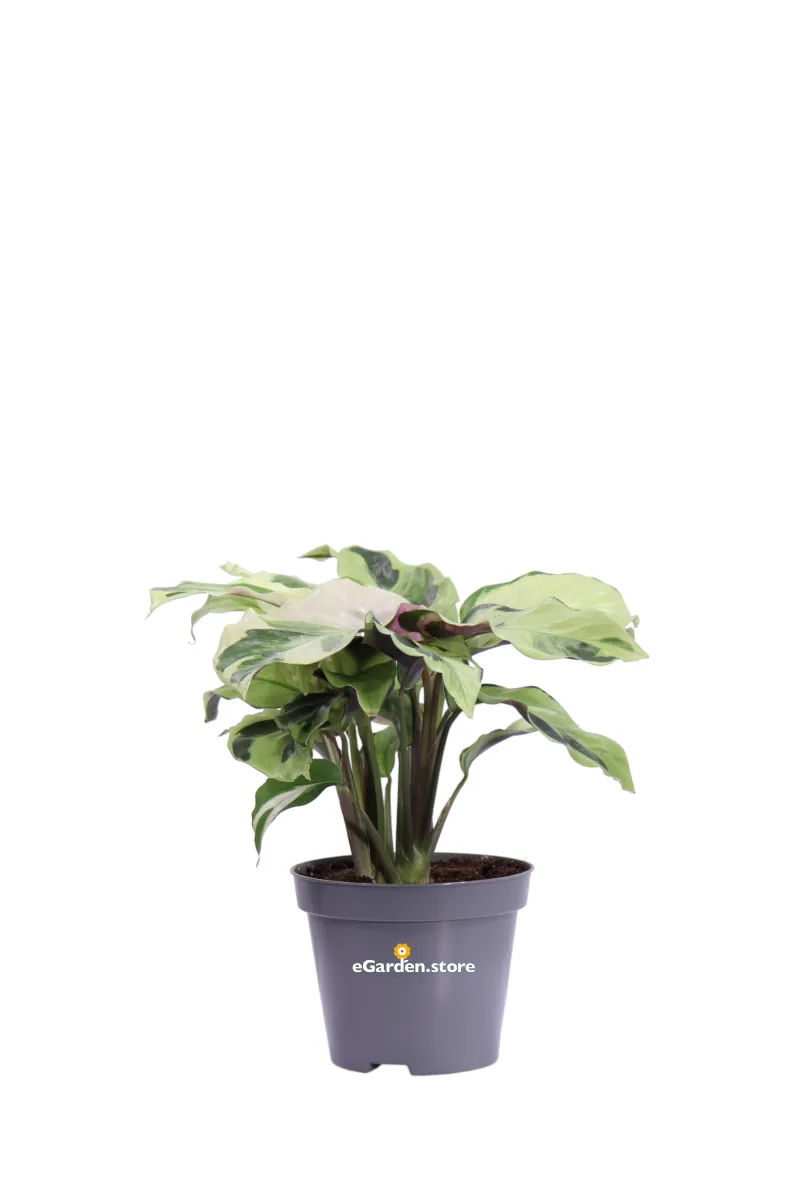 Calathea Fusion Yellow v9 egarden.store online
