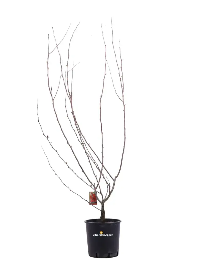 Chaenomeles Speciosa Rubra v24 egarden.store online