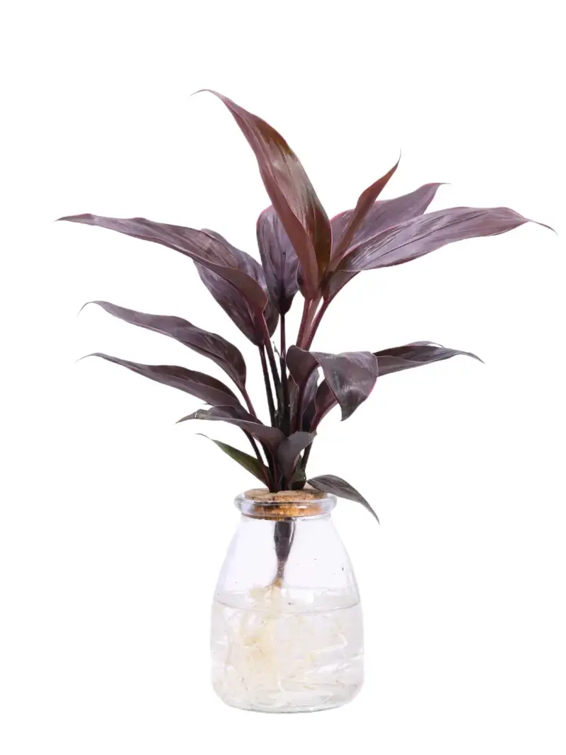 Cordyline Fruticosa Tango Idro v12 egarden.store online