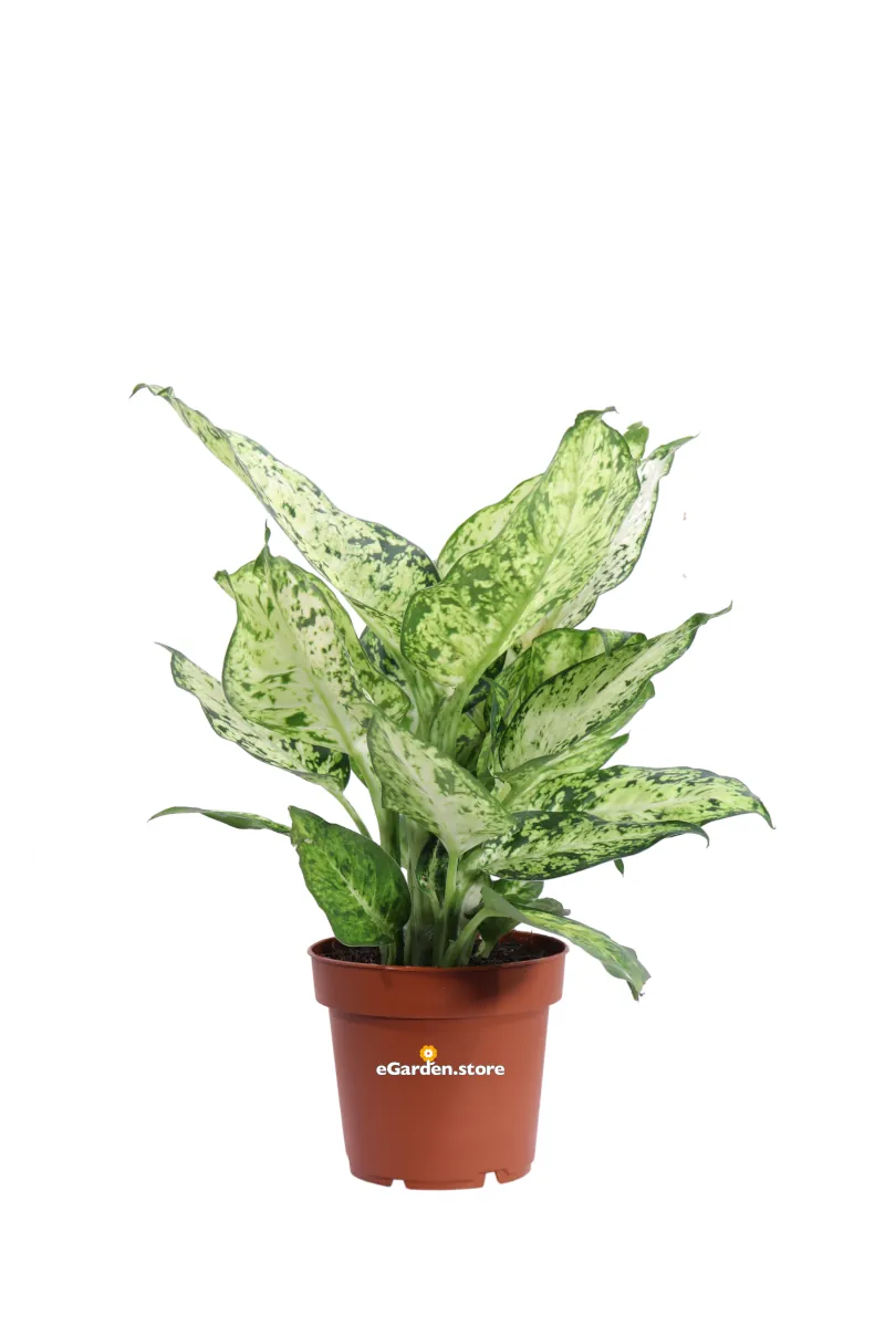 Dieffenbachia Amy v12 egarden.store online