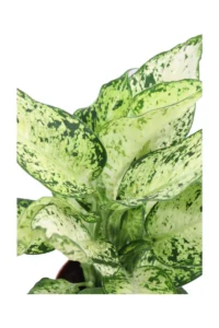 Dieffenbachia Amy v12 egarden.store online