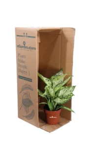 Dieffenbachia Amy v12 egarden.store online