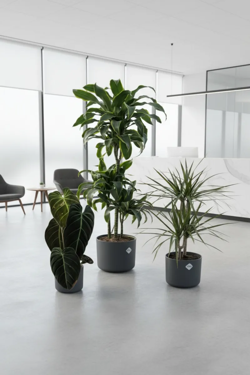 Mix Dracena-Melanochrysum Antracite