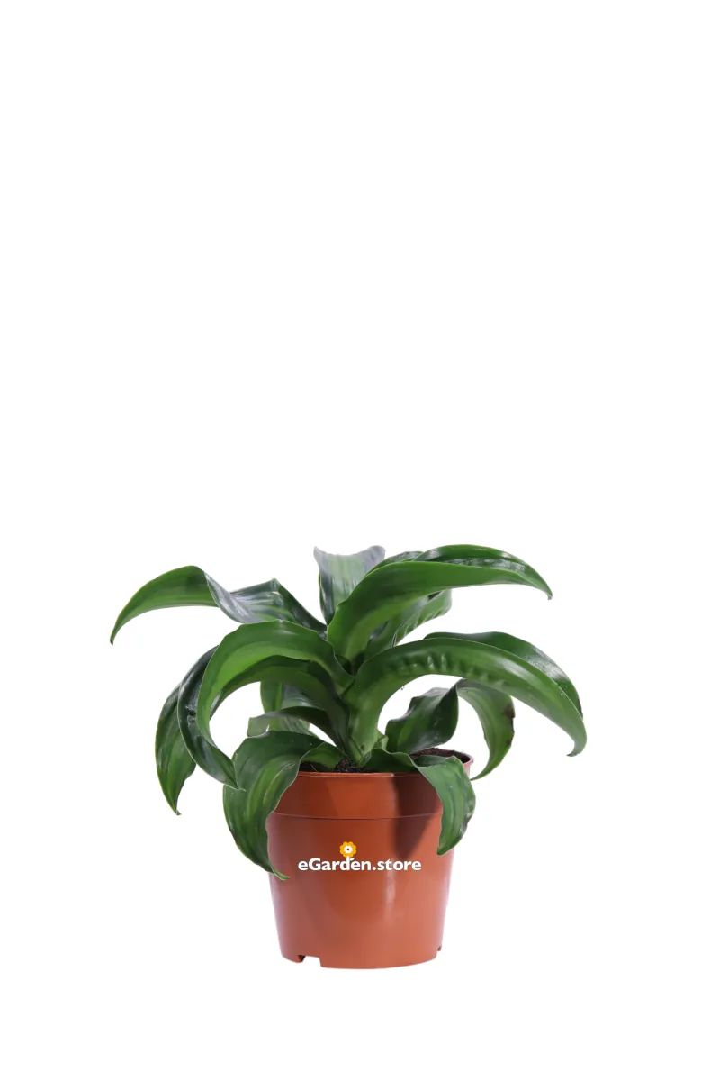 Dracena Fragrans Black Zanzi v12 egarden.store online