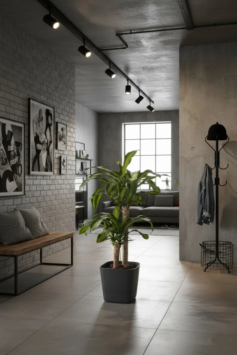 Dracena Massangeana v20 Greensense AC Square Charcoal Grey v30 Casa online