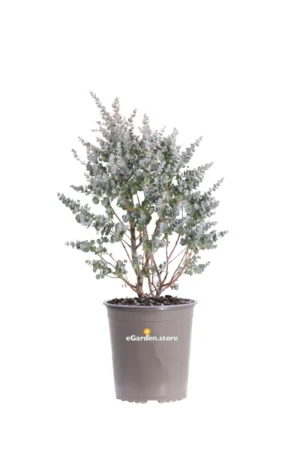 Eucalipto - Eucalyptus Gunnii Azura v17 egarden.store online