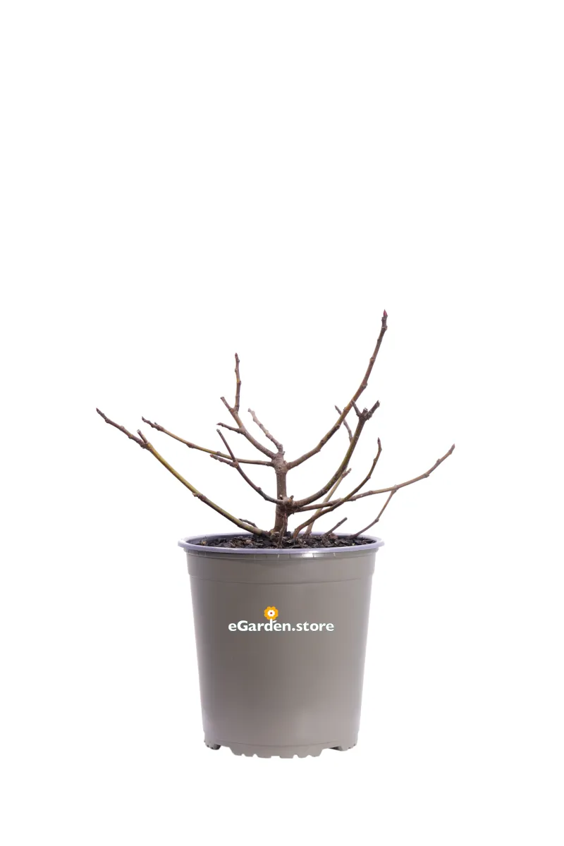Ficus Carica Little Miss Figgy v19 egarden.store online