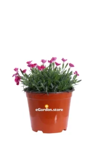 Garofanino - Dianthus Kahori Fucsia v14 egarden.store online