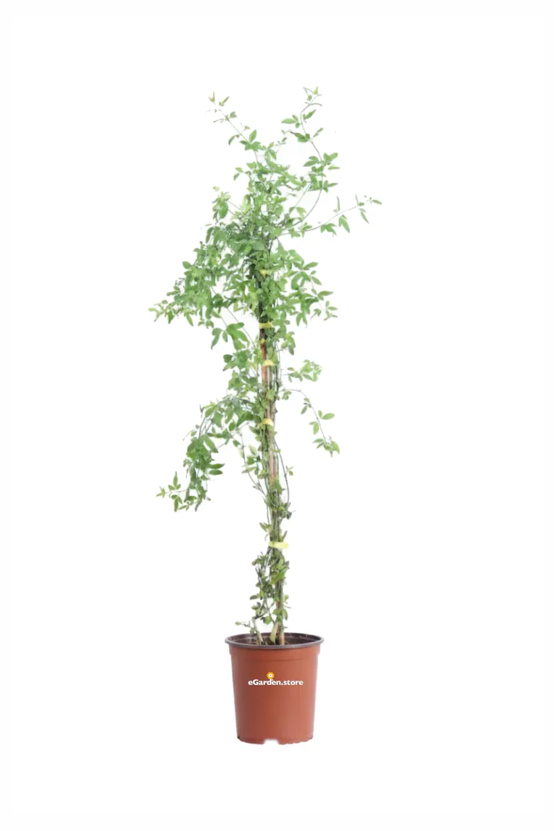Gelsomino Primulino - Jasminum Primulinum v19 egarden.store online