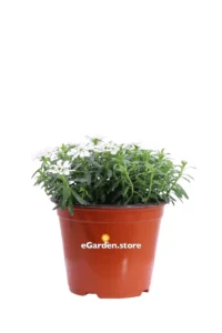Iberide - Iberis Sempervirens v14 egarden.store online