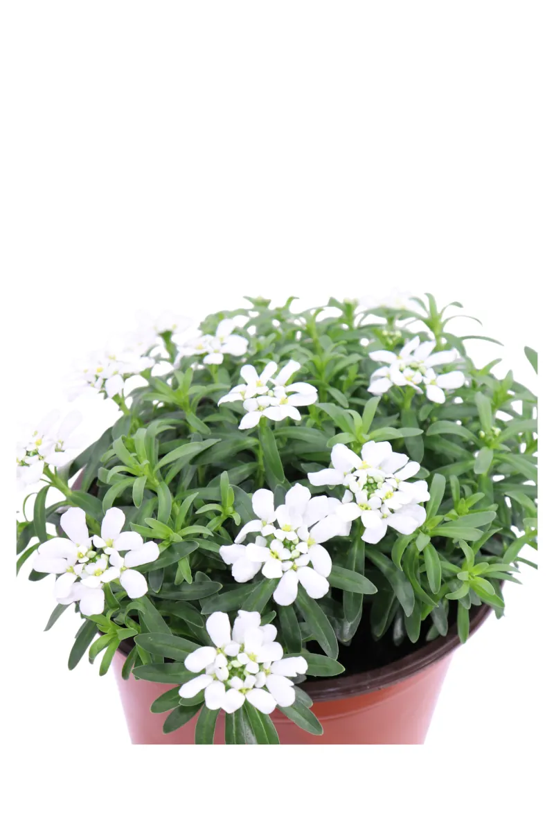 Iberide - Iberis Sempervirens v14 egarden.store online