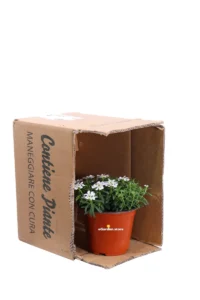 Iberide - Iberis Sempervirens v14 egarden.store online