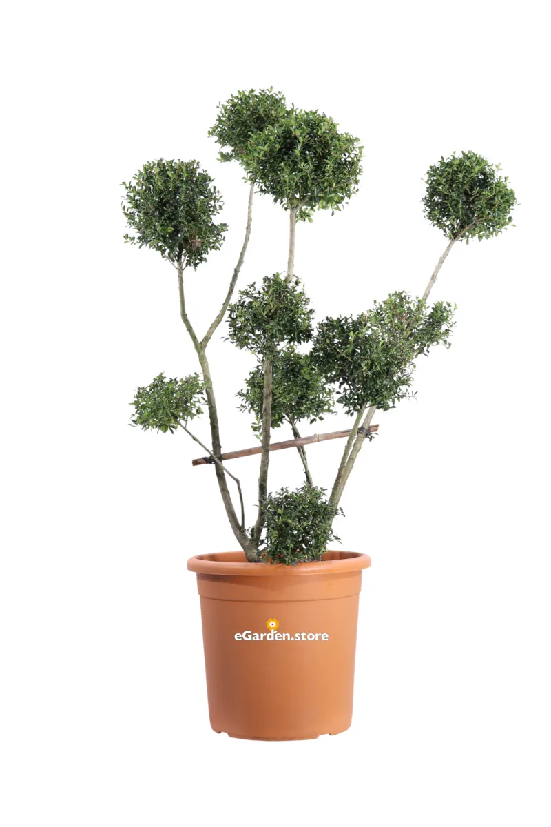 Ilex Crenata Pon Pon v30 egarden.store online