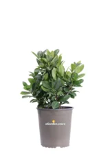 Lauroceraso - Prunus Laurocerasus Titan v19 egarden.store online