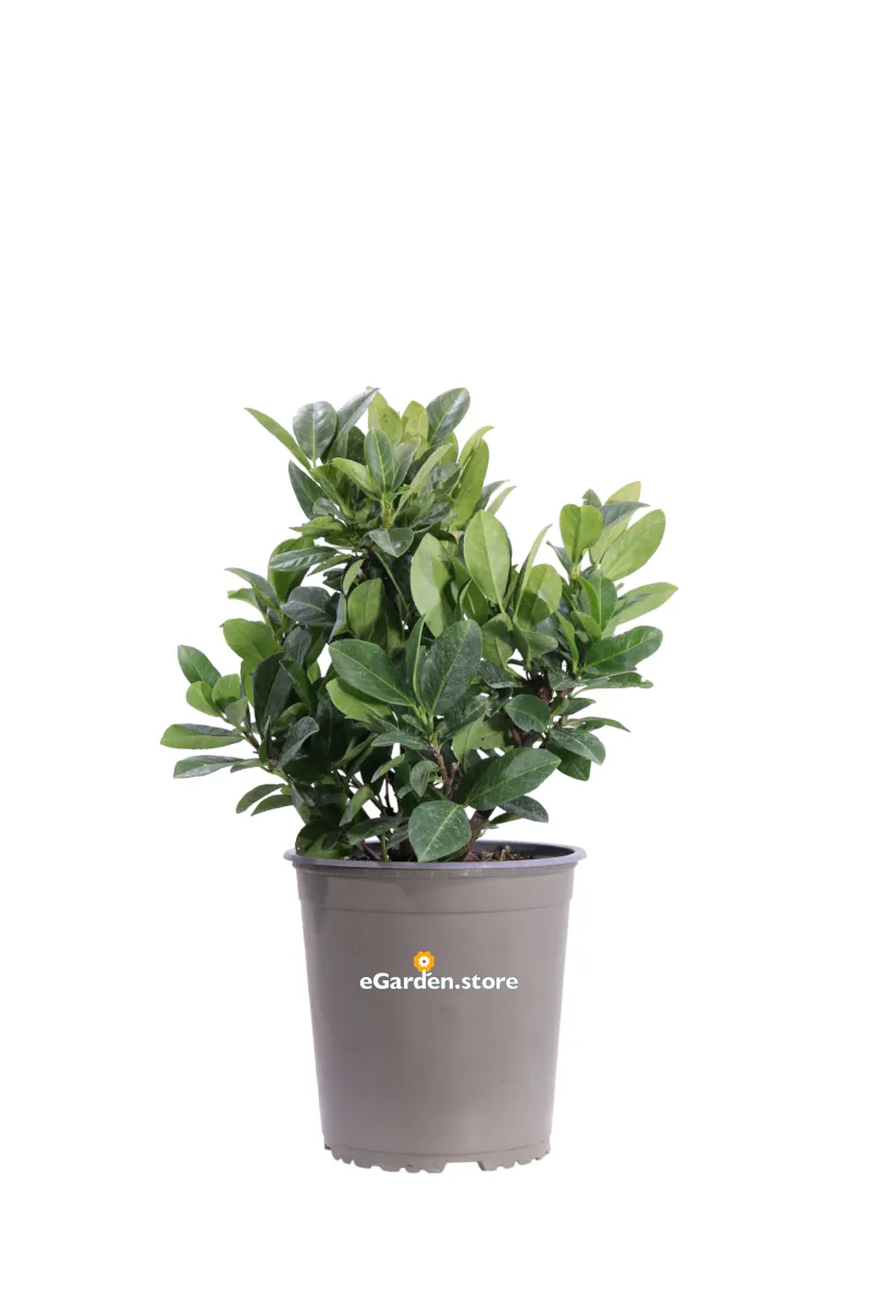 Lauroceraso - Prunus Laurocerasus Titan v19 egarden.store online