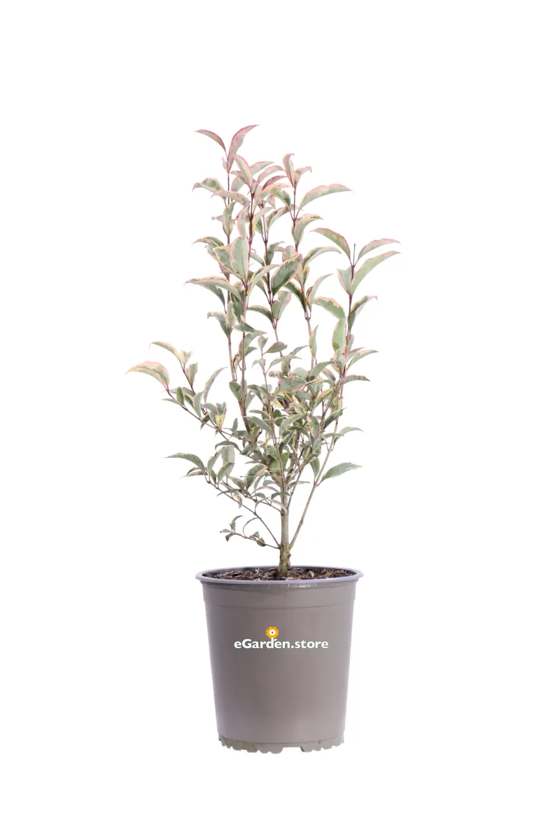 Ligustro - Ligustrum Japonicum Excelsum Superbum v19 egarden.store online