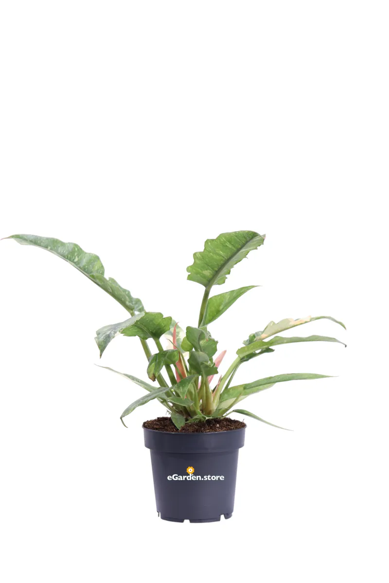 Philodendron Narrow Ring Of Fire v14 egarden.store online