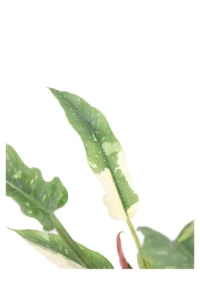 Philodendron Narrow Ring Of Fire v14 egarden.store online