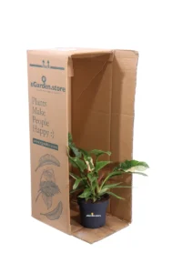 Philodendron Narrow Ring Of Fire v14 egarden.store online