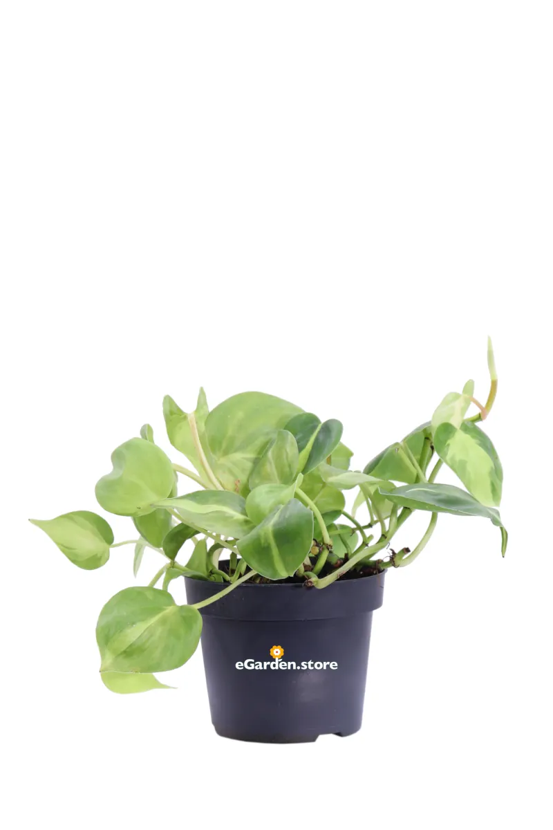 Philodendron Scandens Brasil v12 egarden.store online