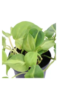 Philodendron Scandens Brasil v12 egarden.store online