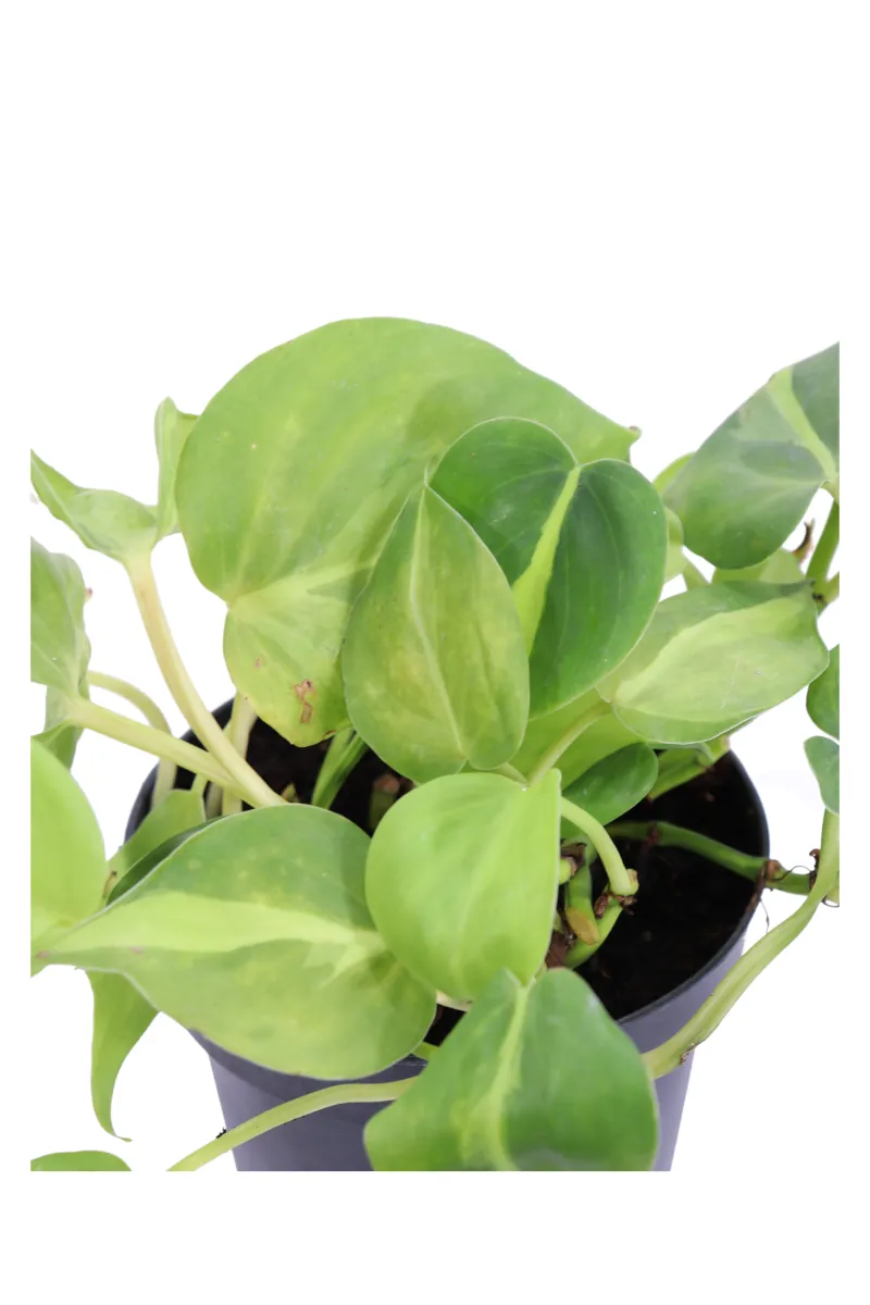 Philodendron Scandens Brasil v12 egarden.store online
