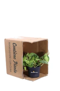 Philodendron Scandens Brasil v12 egarden.store online