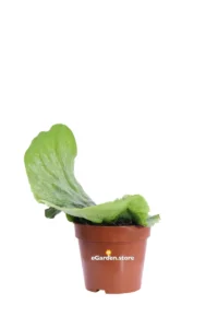 Platycerium Superbum v12 egarden.store online