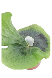 Platycerium Superbum v12 egarden.store online