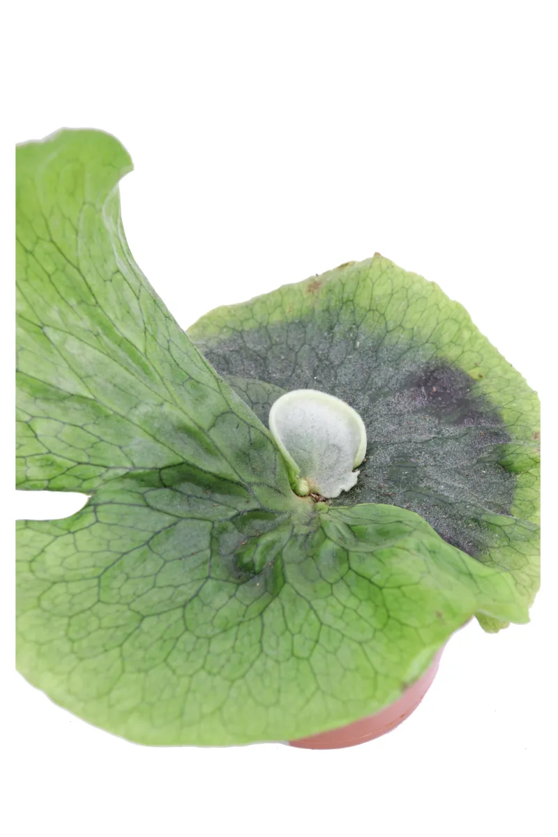 Platycerium Superbum v12 egarden.store online