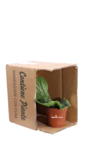 Platycerium Superbum v12 egarden.store online