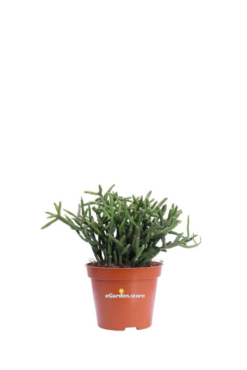 Rhipsalis Burchellii v8 egarden.store online