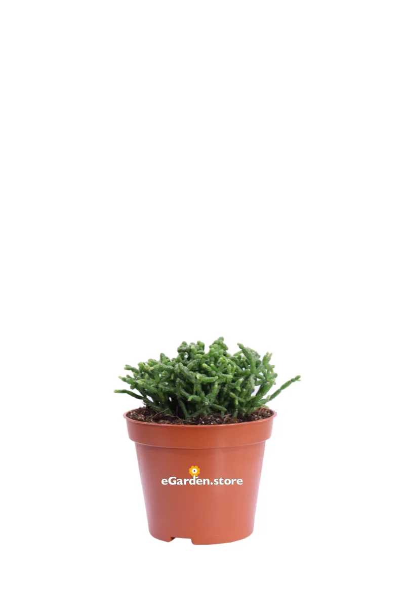 Rhipsalis Cereuscula v8 egarden.store online