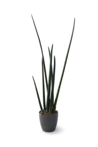 Sansevieria Cylindrica Handshake v21 Coffee Collection v22 egarden.store online