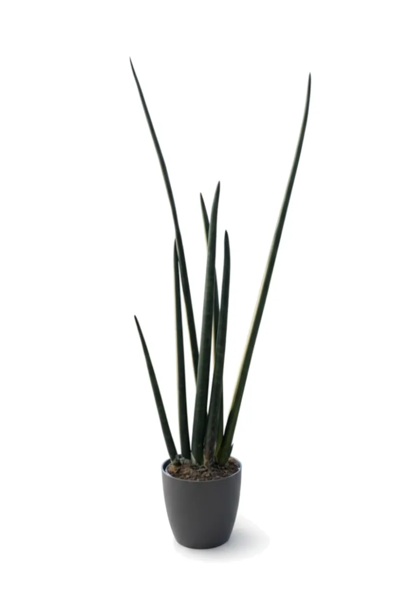 Sansevieria Cylindrica Handshake v21 Coffee Collection v22 egarden.store online