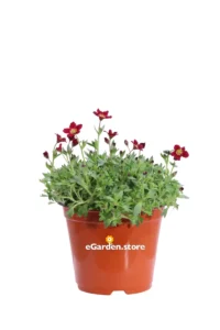 Sassifraga - Saxifraga Rosso v14 egarden.store online