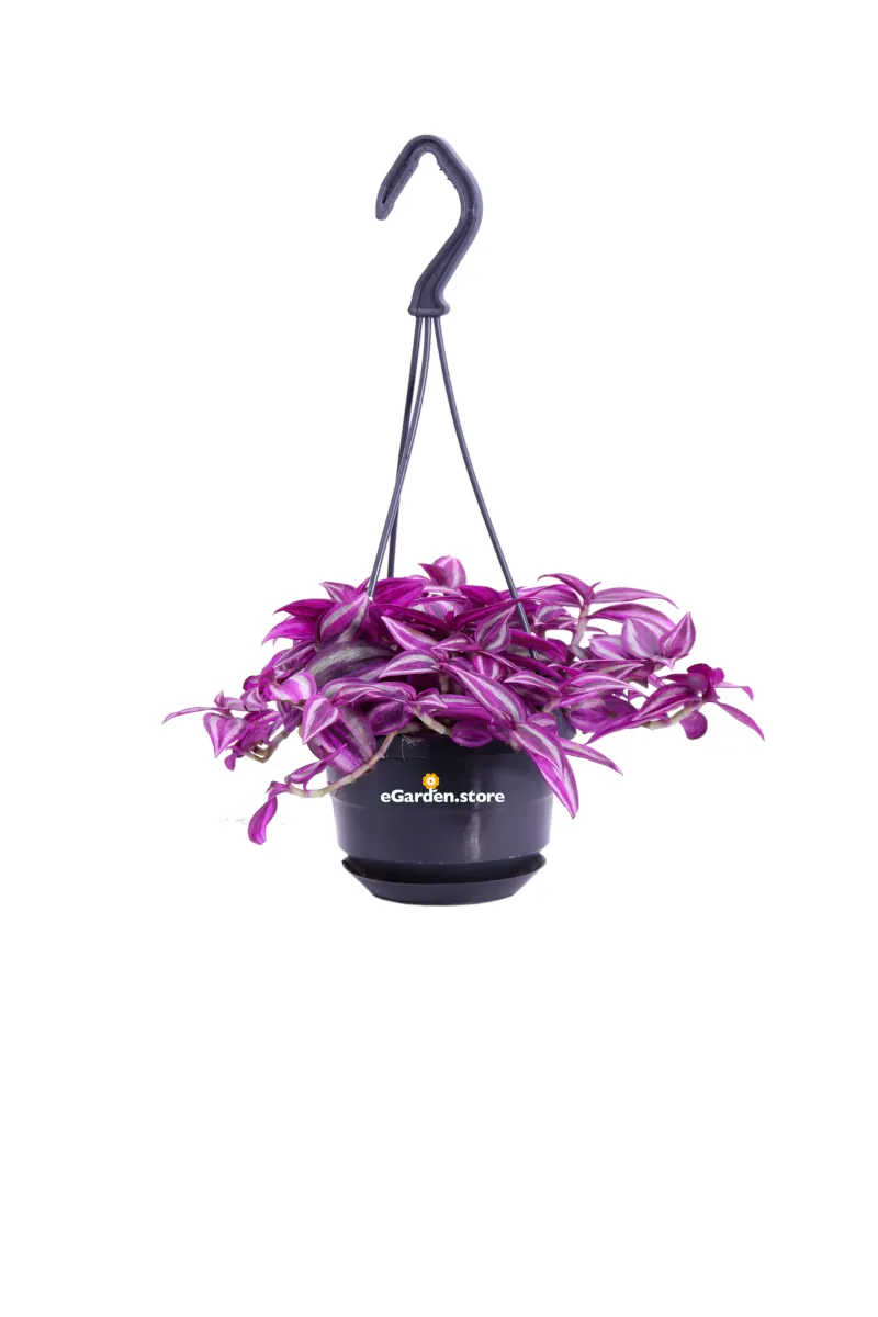 Tradescantia Zebrina Pink Paradise