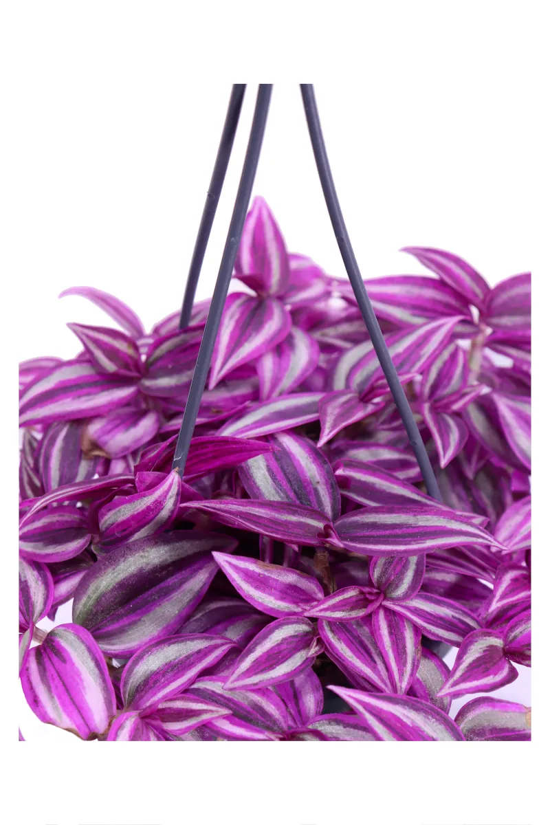 Tradescantia Zebrina Pink Paradise v10 egarden.store online