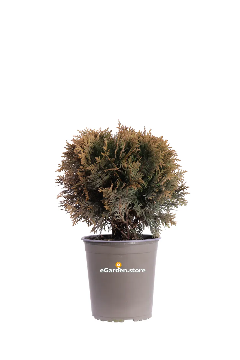Tuia - Thuja Occidentalis Danica v19 egarden.store online