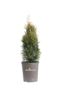 Tuia - Thuja Occidentalis Smaragd v19 egarden.store 1 Tuia - Thuja Occidentalis Smaragd v19 egarden.store online
