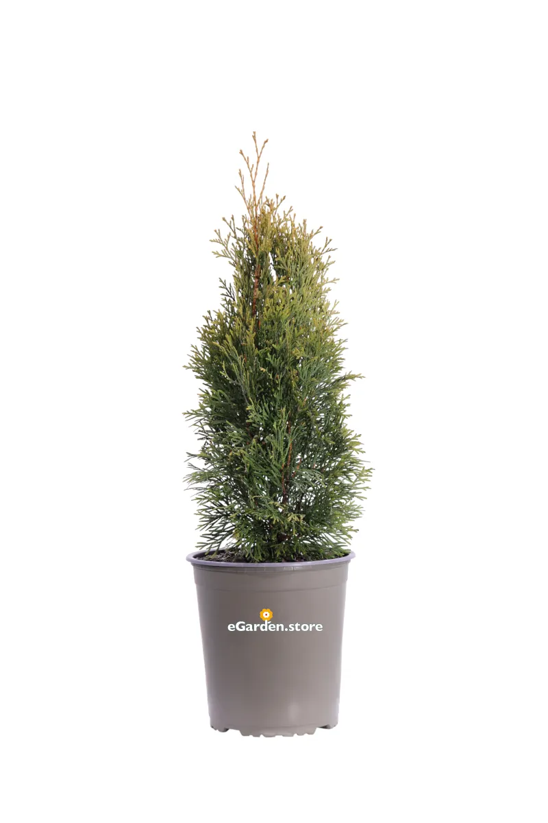 Tuia - Thuja Occidentalis Smaragd v19 egarden.store online